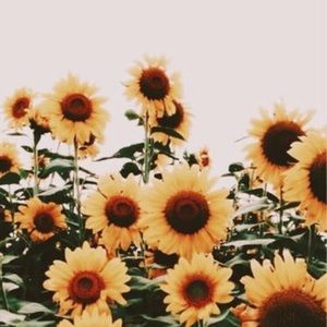 Meet your Posher, Lilly